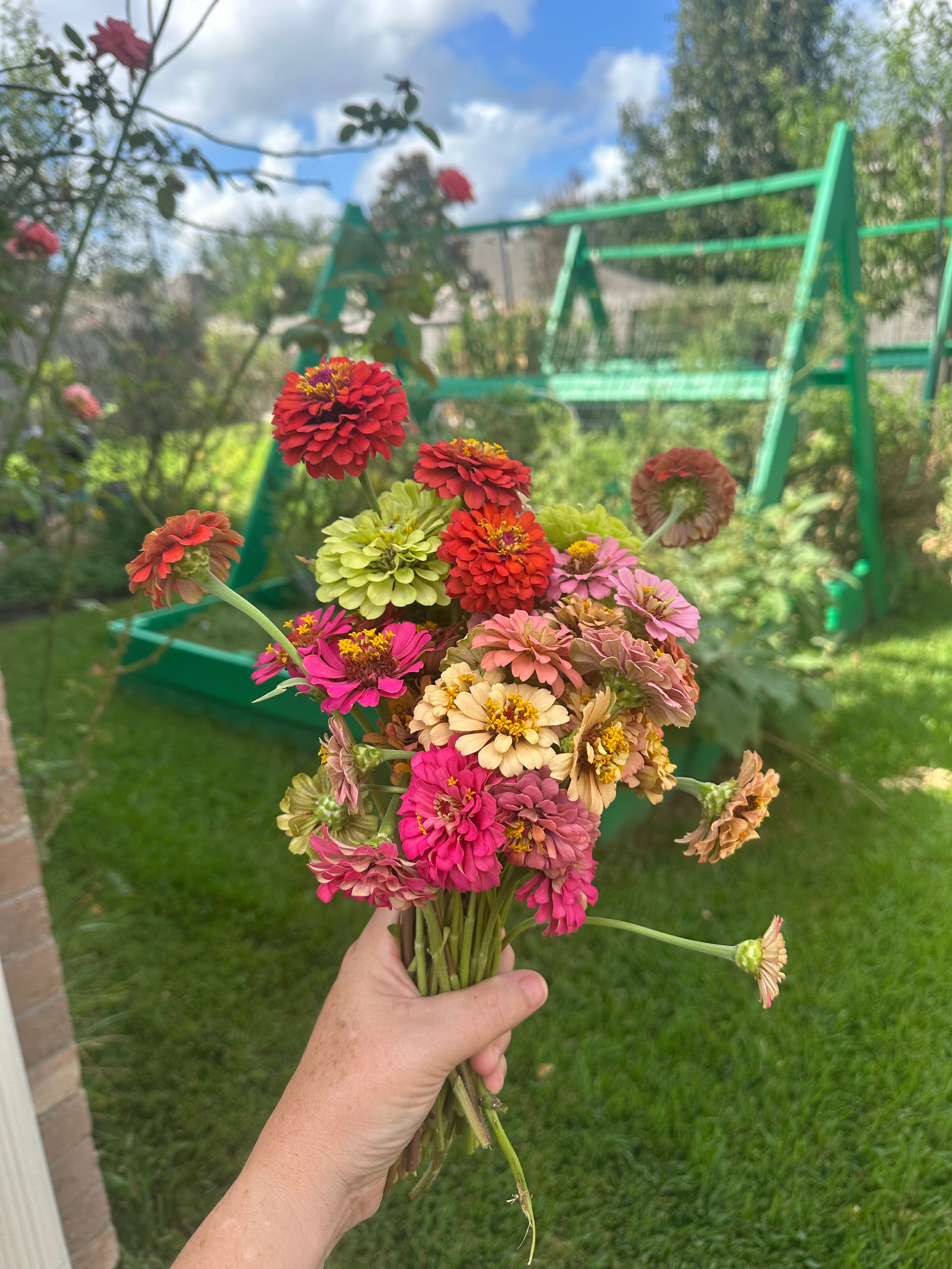 planting zinnia seeds in garden Rainbow Mix of Zinnia Seeds – The Artwerks